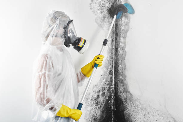 Best Mold Documentation for Insurance Claims  in Florence, MT